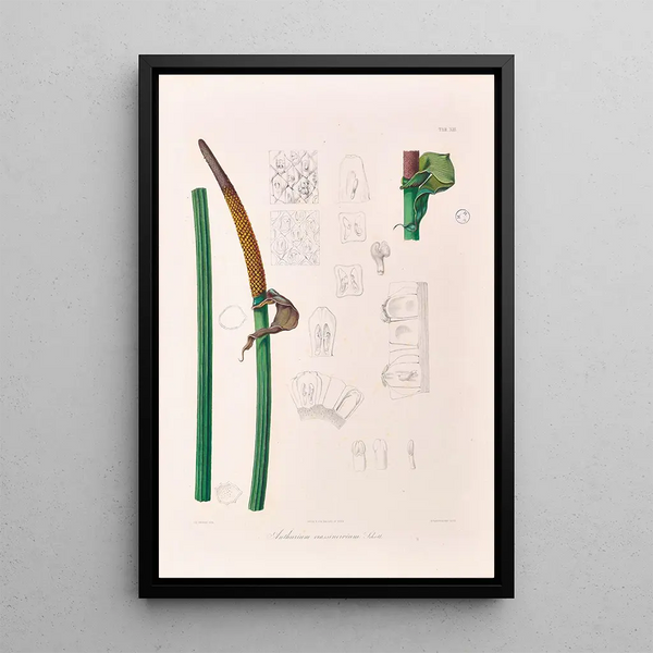 Icones Aroidearum Pl13 - Heinrich Wilhelm Schott — gerahmtes Bild an der Wand