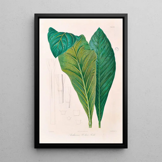 Heinrich Wilhelm Schott - Icones Aroidearum Pl16.webp