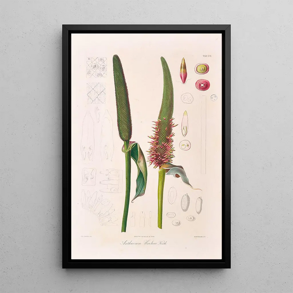 Icones Aroidearum Pl17 - Heinrich Wilhelm Schott — gerahmtes Bild an der Wand