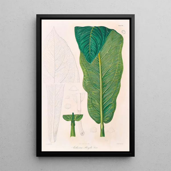 Icones Aroidearum Pl19 - Heinrich Wilhelm Schott — gerahmtes Bild an der Wand