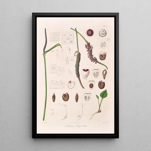 Icones Aroidearum Pl20 - Heinrich Wilhelm Schott — gerahmtes Bild an der Wand