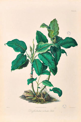 Heinrich Wilhelm Schott - Icones Aroidearum Pl21.webp