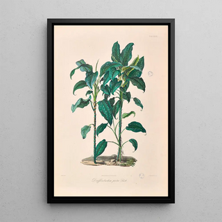 Heinrich Wilhelm Schott - Icones Aroidearum Pl24.webp