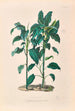 Icones Aroidearum Pl24 - Heinrich Wilhelm Schott — Ansicht des Kunstwerks