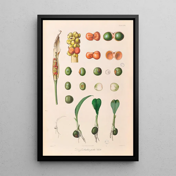 Icones Aroidearum Pl27 - Heinrich Wilhelm Schott — gerahmtes Bild an der Wand