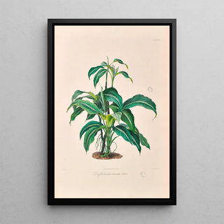 Heinrich Wilhelm Schott - Icones Aroidearum Pl28.webp