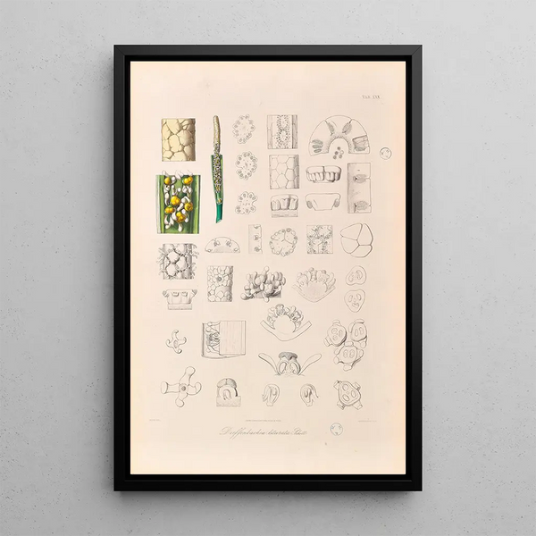 Icones Aroidearum Pl30 - Heinrich Wilhelm Schott — gerahmtes Bild an der Wand
