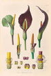 Icones Aroidearum Pl35 - Heinrich Wilhelm Schott — Ansicht des Kunstwerks
