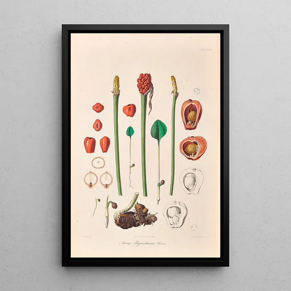 Icones Aroidearum Pl36 - Heinrich Wilhelm Schott — gerahmtes Bild an der Wand