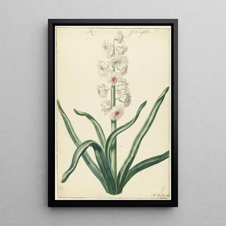 Hendrik Budde - Witte hyacint.webp