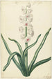 Jacinthe blanche - Hendrik Budde — Ansicht des Kunstwerks