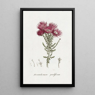 Hendrik Schwegman - Phaenocoma prolifera.webp