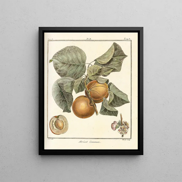 HenriLouis Duhamel du Monceau - Trait des arbres fruitiers Pl06.webp