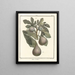 Traité des arbres fruitiers Pl30 - Henri-Louis Duhamel du Monceau — gerahmtes Bild an der Wand