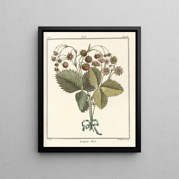 HenriLouis Duhamel du Monceau - Trait des arbres fruitiers Pl39.webp