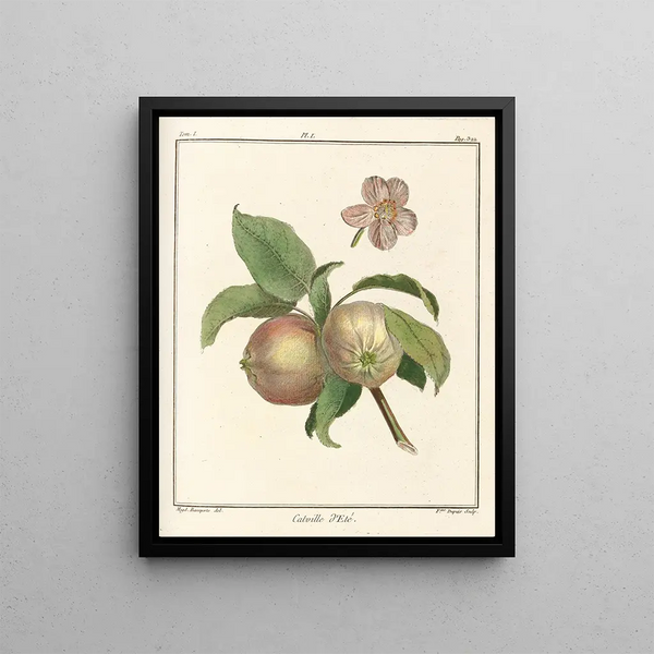 HenriLouis Duhamel du Monceau - Trait des arbres fruitiers Pl42.webp