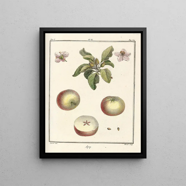 HenriLouis Duhamel du Monceau - Trait des arbres fruitiers Pl52.webp