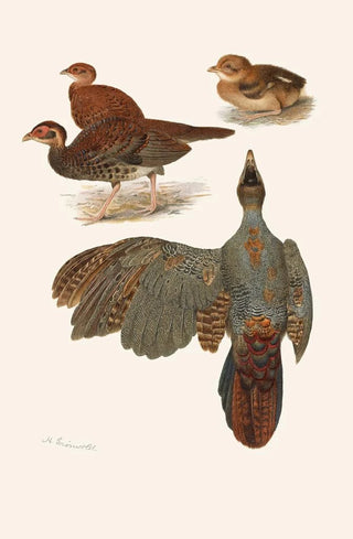 Henrik Gronvold - Plumages Of The Bornean And Siamese Crested Firebacks.webp