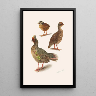 Henrik Gronvold - Plumages Of The Himalayan Blood Partridge.webp