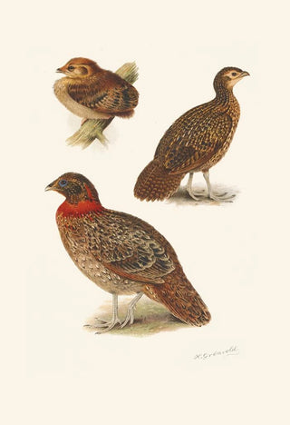 Henrik Gronvold - Tragopan Plumages.webp