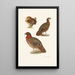 Plumages de tragopans - Henrik Grönvold — gerahmtes Bild an der Wand