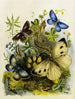 Der Schmetterlingsvivarium oder Insektenhaus Pl 2 - Henry Noel Humphreys — Ansicht des Kunstwerks
