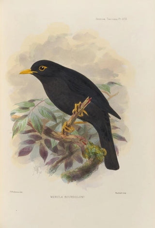 Henry Seebohm - Merula Bourdilloni.webp