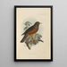 Merula Celebensis - Henry Seebohm — gerahmtes Bild an der Wand