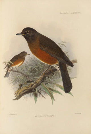 Henry Seebohm - Merula Chrysolaus.webp