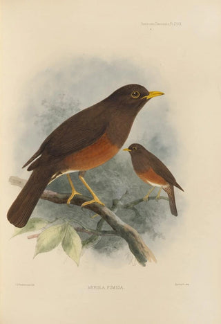 Henry Seebohm - Merula Fumida.webp