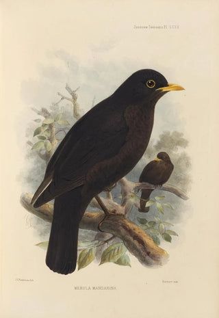Henry Seebohm - Merula Mandarina.webp