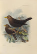 Merula Poliocephala - Henry Seebohm — Ansicht des Kunstwerks