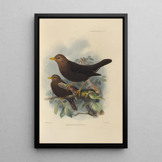 Henry Seebohm - Merula Poliocephala.webp