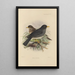 Merula Unicolor - Henry Seebohm — gerahmtes Bild an der Wand