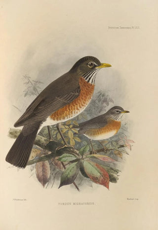 Henry Seebohm - Turdus Migratorius.webp
