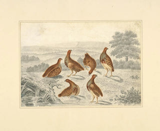Henry Thomas Alken - Partridges in a field.webp
