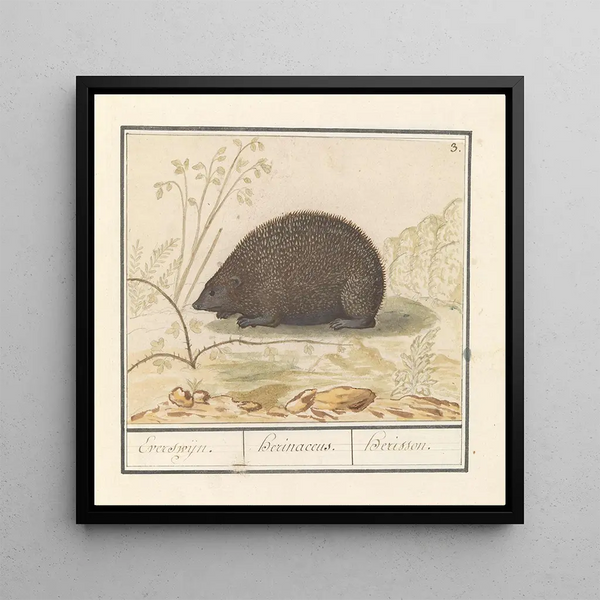 Hérisson Erinaceus europaeus Everswijn - Anselmus Botius de Boodt