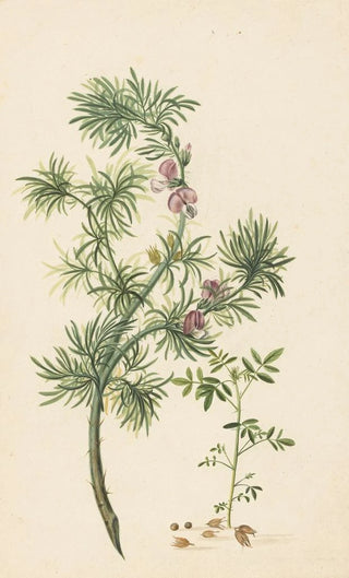 Herman Henstenburgh - Brem Genista.webp