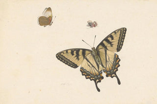 Herman Henstenburgh - Drie vlinders.webp