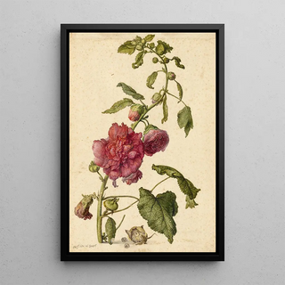 Herman Saftleven - A Hollyhock.webp