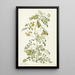 Baum der Blasen Colutea arborescens - Herman Saftleven — gerahmtes Bild an der Wand