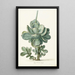 Pflanze Sukkulente Cotyledon orbiculata - Herman Saftleven — gerahmtes Bild an der Wand