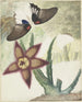 Zwei Schmetterlinge und eine gelb-violette Blume mit fünf Blütenblättern - Hermanus de Wit — Ansicht des Kunstwerks