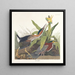Grüner Reiher - John James Audubon — gerahmtes Bild an der Wand