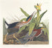Grüner Reiher - John James Audubon — Ansicht des Kunstwerks