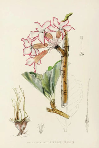 Illtyd Buller PoleEvans - Adenium Multiflorum.webp