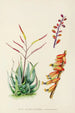 Aloe globuligemma - Illtyd Buller Pole-Evans — Ansicht des Kunstwerks