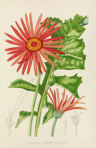 Illtyd Buller PoleEvans - Gerbera Jamesoni.webp