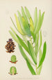 Leucadendron stokoei weiblich - Illtyd Buller Pole-Evans — Ansicht des Kunstwerks