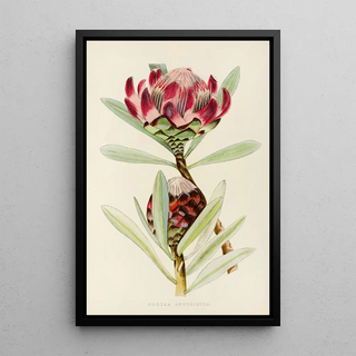Illtyd Buller PoleEvans - Protea Abyssinica.webp